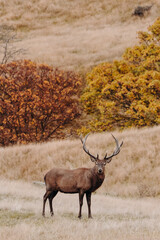 Red Deer Buck Stag Standing in Field With Trees in Background in Autumn Fall
