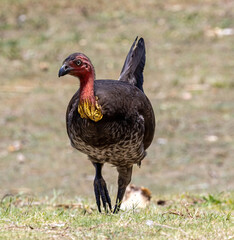 Brush Turkey
