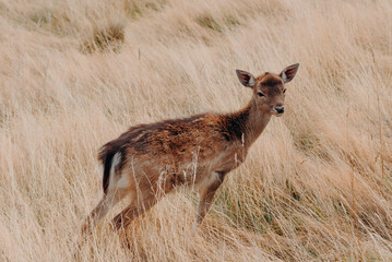 A small baby Fallow deer fawn is standing in a dry grass field, surrounded by brown withered grass. The deer is alert, looking around the area for potential dangers.