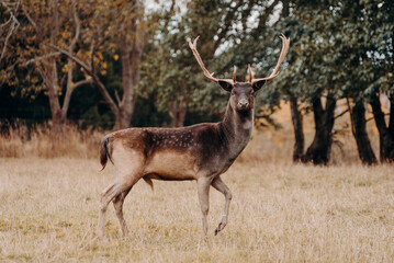 Fallow Deer Buck Stag Standing in Dry Summer Field With Trees in Background Leg Lifted Side Profile