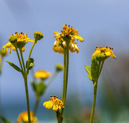 yellow flowers on blue sky