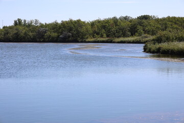 placid pond in boreal forest under blue skies