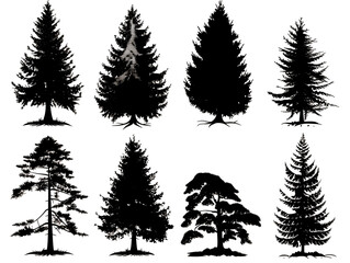 Obraz premium set of pine trees, black and white silhouette sets of a spruce tree