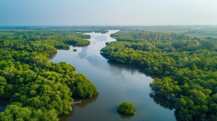 A lush green forest with a river running through it