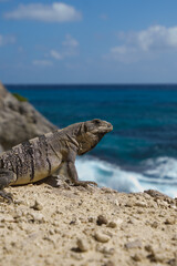 Caribbean iguana portrait on the rocks during the day