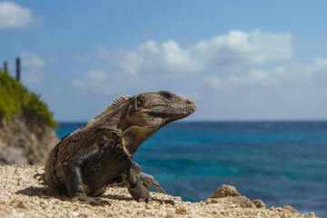 Caribbean iguana portrait on the rocks during the day
