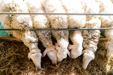 White sheep are eating hay while leaning out from behind the metal fence of the stall. Top view