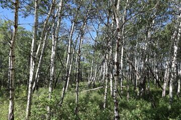 fallen tree in aspen birch boreal forest