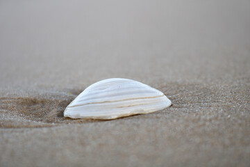 shell on the beach