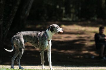 great dane dog