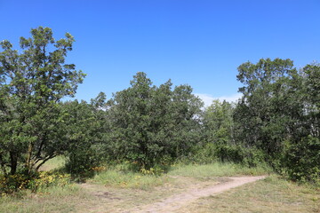 rugged dirt path hiking trail through wildflowers and boreal forest