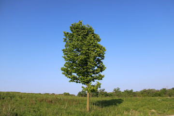 One tree in a field with a clear blue sky at the Linne Woods restored tallgrass prairie in Morton Grove, Illinois