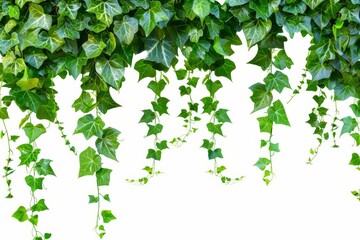 lush green jungle vine plant climbing and isolated on white background botanical photography