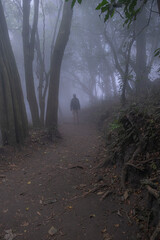 Silhouette of a young fit man standing on a path in a foggy misty forest. Adventure, journey,...