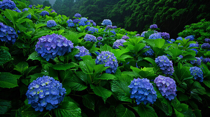 満開の紫陽花 日本の梅雨