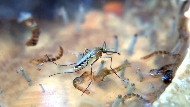 Mosquitoes lay eggs on water. Mosquito larvae hatch and reproduce