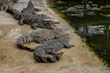 Alligator, Animal, Animal Body Part, Animal Eye, Animal Head
