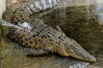 Alligator, Animal, Animal Body Part, Animal Eye, Animal Head