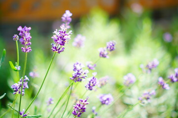 庭に咲くラベンダーの花