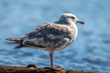 Western Gull