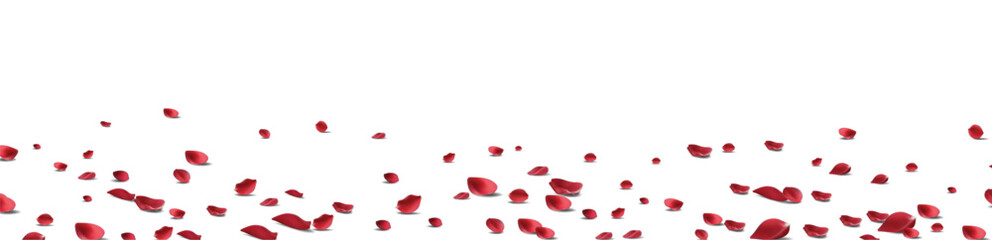 Backdrop of rose petals isolated on a transparent white background. Valentine day background. Vector illustration