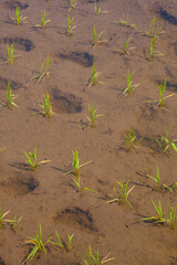田植えが終わったばかりの田んぼの風景