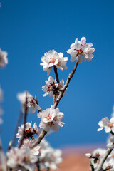 Flores del almendro