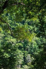 Discover serenity amidst lush rainforest of Barron Gorge, Cairns. Nature's splendor unfolds on tranquil bushwalks.