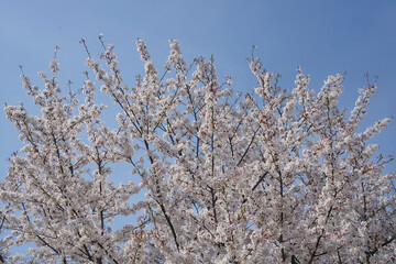 桜舞う季節