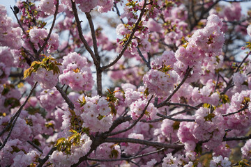 Obraz premium 華麗なる大手毬の桜