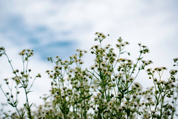 青空に咲くヒメジョオン