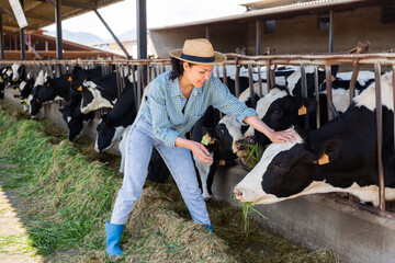 Smiling young asian female farmer working in outdoor cowshed, caring and feeding cows with fresh...