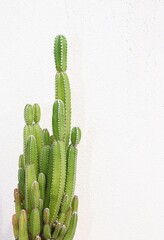 Greenfinger, fairy castle, fairytale castle, cactus, succulent plants