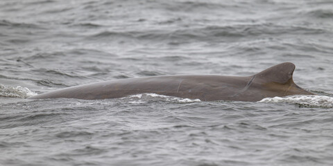 Obraz premium Baird's Beaked Whale
