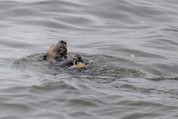 Sea Otter resting