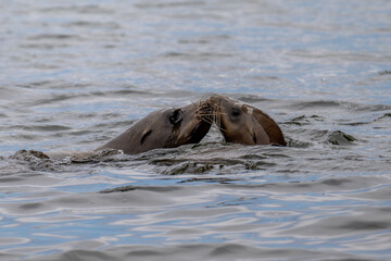 California Sea Lions kissing