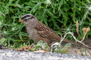 White-crowned Sparrow
