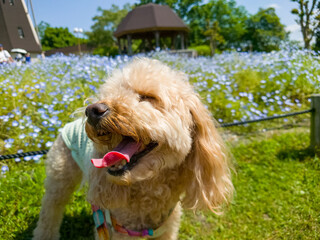 ネモフィラをバックにした楽しそうな顔のトイ・プードル