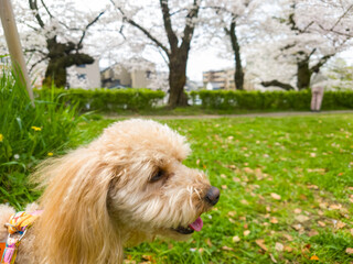 京都の満開の桜とアプリコットのトイ・プードル