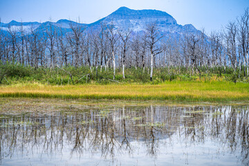 Waterton Lakes Trees