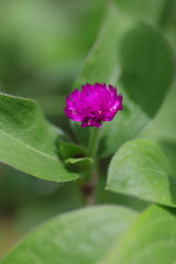 Obraz premium メルヘンチックなセンニチコウ