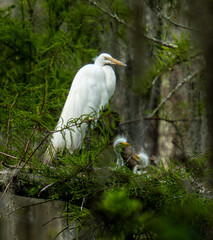 great white egret