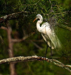 great white egret