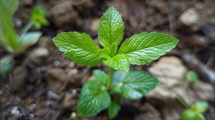 Young shoot and leaf in spring