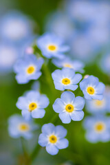 forget me not flowers