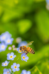 honey bee on forget-me-nots