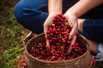 Coffee plant farm woman Hands harvest raw coffee beans. Ripe Red berries plant fresh seed coffee tree growth in green eco farm. Close up hands harvest red seed in basket robusta arabica plant farm.