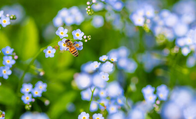 honey bee on forget-me-nots