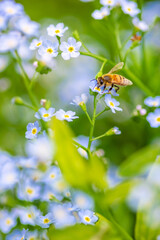 honey bee on forget-me-nots