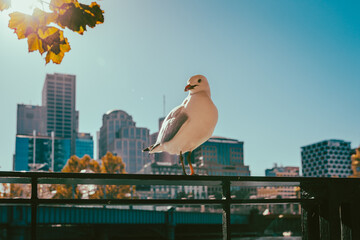 seagull in the city